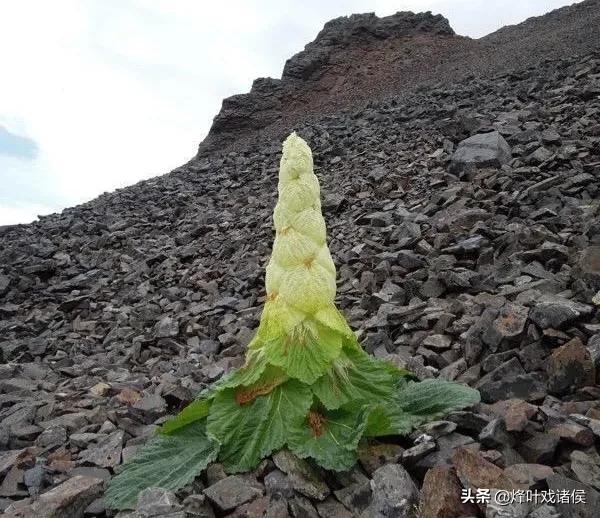 今年喜马拉雅山帝王花图片:喜马拉雅山400年一见的帝王花 有一种兰花叫“鬼兰”，一朵花能换一套房子，是真的吗？