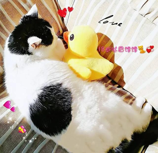 家猫:都说猫养不熟，是真的吗？