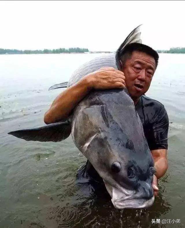 鱼的寿命有多久？有没有人见过鱼老死？插图132