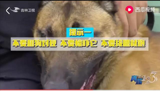 6岁女童被藏獒咬断脖子气管身亡:被藏獒咬了和被普通家狗咬了有什么不一样？ 三岁小孩被藏獒咬断气管