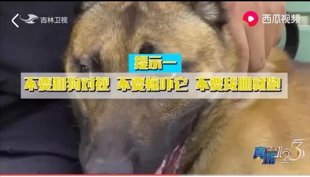 比特犬买卖区，狗的命门在哪里被大型犬追咬时，怎样做才是正确的自救方法