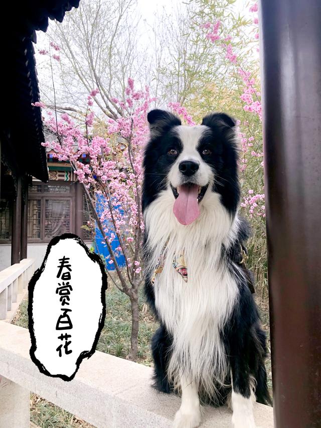 边境牧羊犬好不好的:边境牧羊犬除了聪明，还有什么优点？