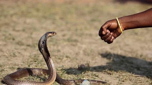 印度眼镜蛇壮阳，印度人吹笛子为什么蛇会跟着摆动