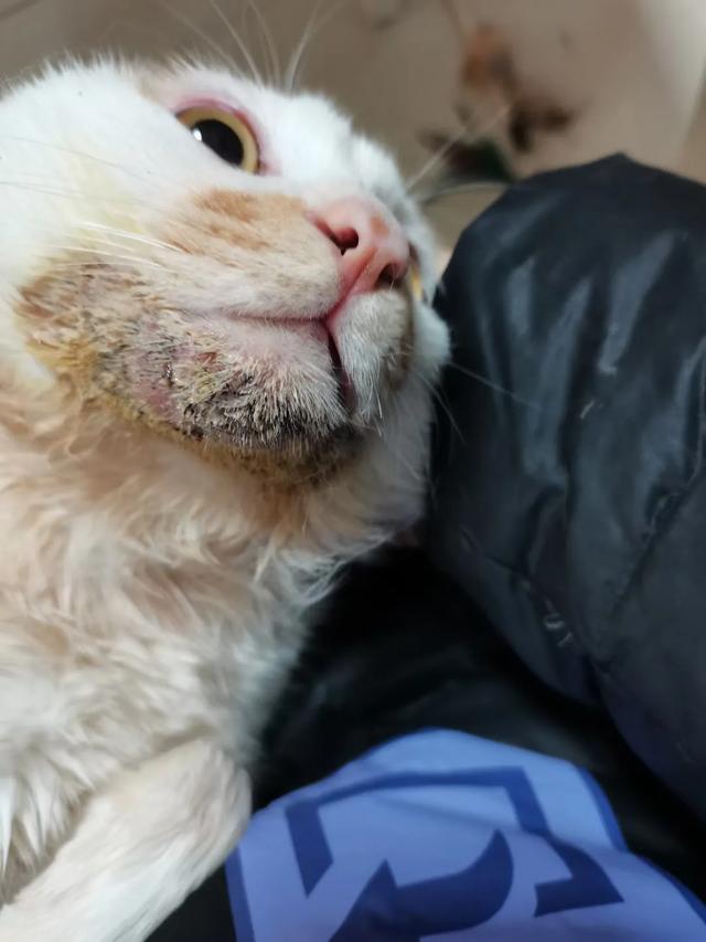 银渐层猫:银渐层猫贵贱看尾巴 家养银渐层皮肤反复出问题，已花费3千多，该不该继续治下去？