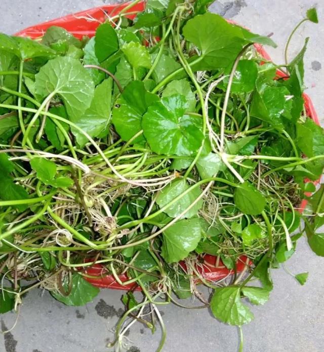 你吃过哪些野生菜,你觉得最好吃的是哪种野生菜?-生活问答