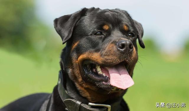 人和狗分开之后，狗狗还会记得以前的主人吗？插图68