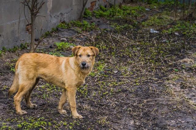 狗狗什么时候开始认主？插图24