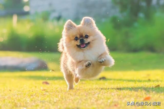 守望犬是什么意思:为什么说：购买茶杯犬就是作恶？可爱的茶杯犬为什么不能养？