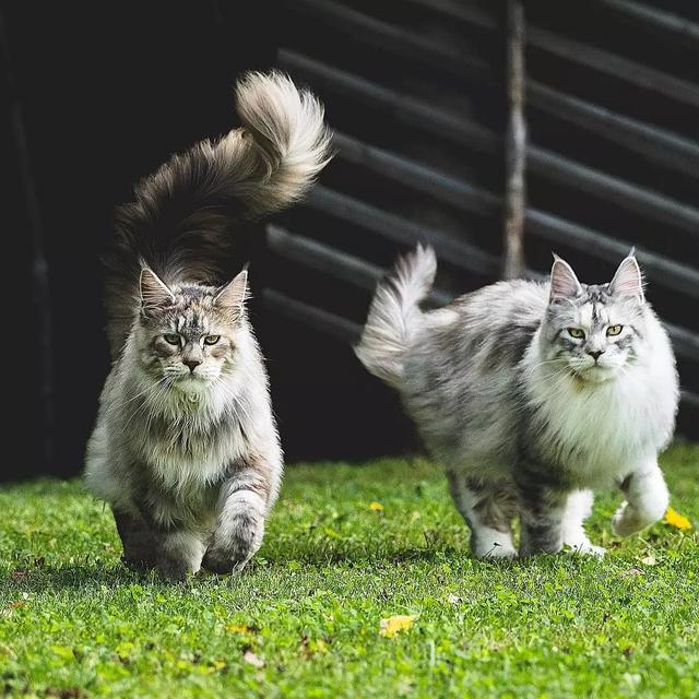 水煮活猫残忍图片:猫为什么喜欢把老鼠玩到半死不活才吃，直接吃掉不是省体力么？ 水煮鸡胸肉给猫