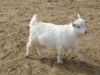 有些人把玉石放羊腿里，几年后取出来，这是为什么？插图9