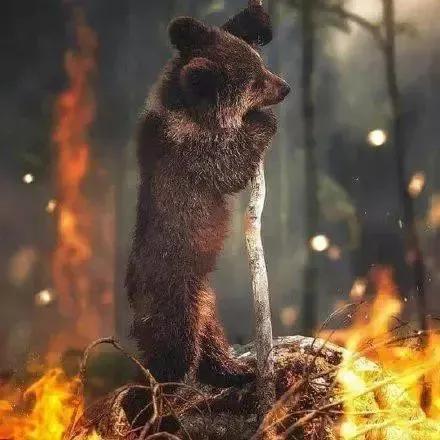 关于为什么动物都怕火?知识的介绍