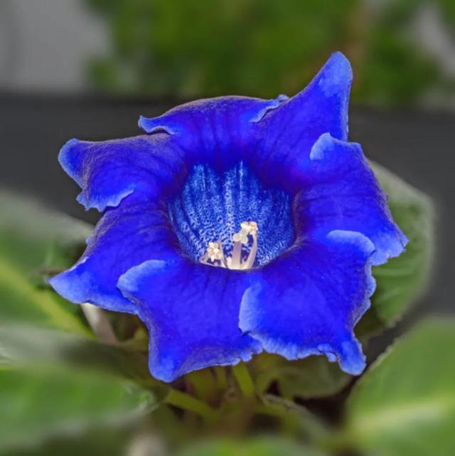 无需阳光室内开花的植物有哪些？