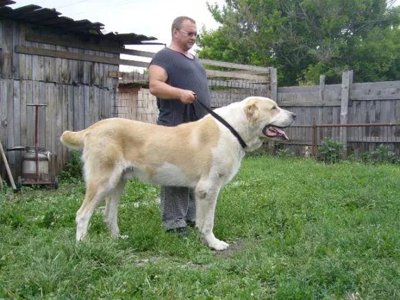比特犬买卖区，地球上被禁养的10种猛犬，藏獒的战斗力能否干过狼