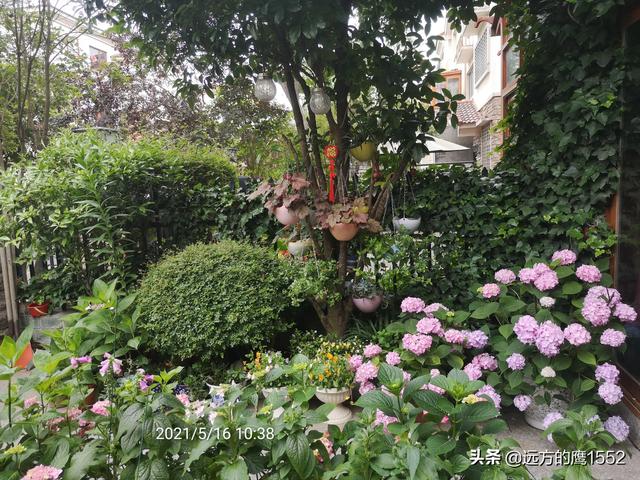 桃叶珊瑚适合种家里吗:绣球花可以种在桂花树下吗？