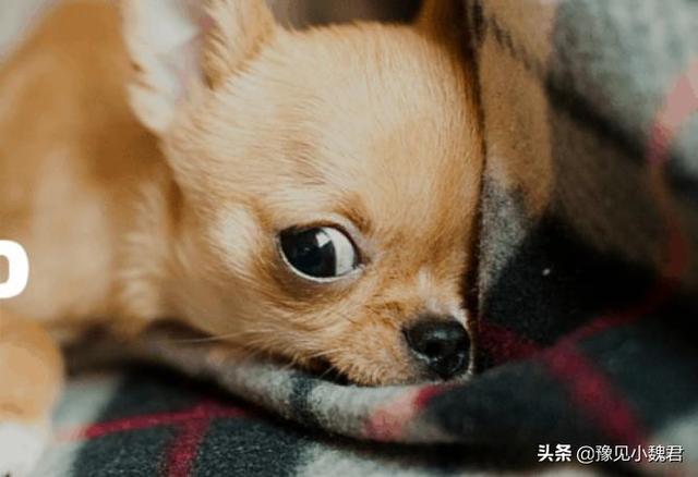 守望犬是什么意思:为什么说：购买茶杯犬就是作恶？可爱的茶杯犬为什么不能养？