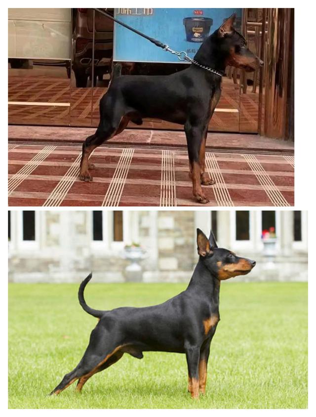 亳州迷你贝吉格里芬凡丁犬:迷你宾沙犬和德国宾沙犬区别在哪里？