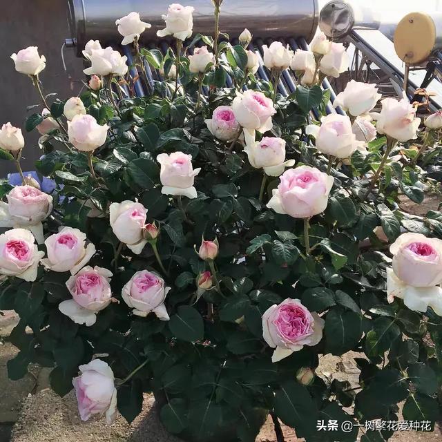 最香的几款月季品种是什么？插图120