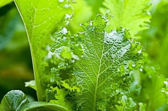 木姜花:叶用芥菜如何进行高产田间管理？
