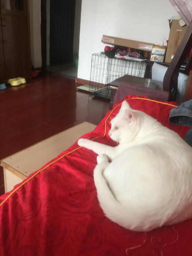 有什么办法能让家里的猫咪发腮？