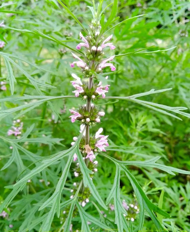 头条问答 - 益母草与艾草有什么区别?哪个养生价值更高?(44个回答)