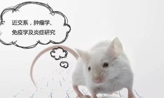 巴西狨猴:为什么一定要选小白鼠作为实验动物？