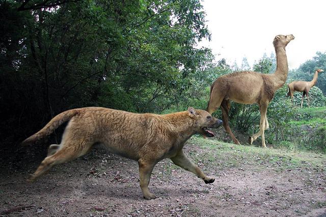 喜马拉雅古鬣犬图片:巨颏虎打的过海德尼上犬吗？