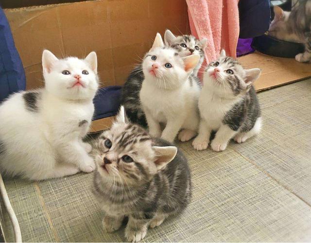 世界最小的猫咪锈斑猫:猫咪尾巴像生锈一样，就像铁锈，是不是因为没有绝孕才那样的？