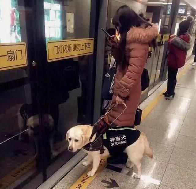 导盲犬价格:2019年德国牧羊犬幼犬价格多少钱？为什么？如何养？