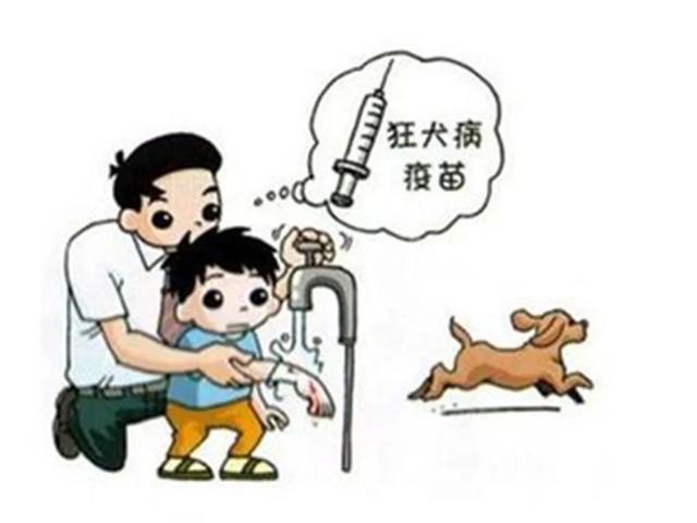 日狗狗的图片大全图片:狗和人都可以打狂犬疫苗，为什么日本给狗打，而中国却给人打？