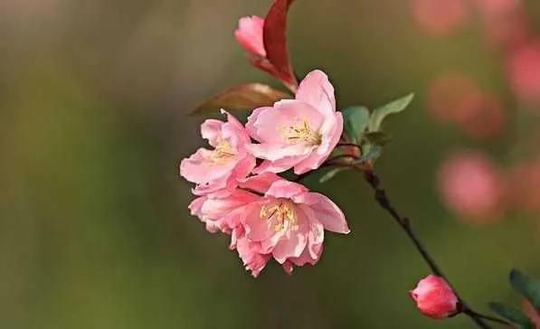 张爱玲说人生有三大遗憾：鲥鱼多刺、海棠无香、《红楼》未完，有什么深意？插图43