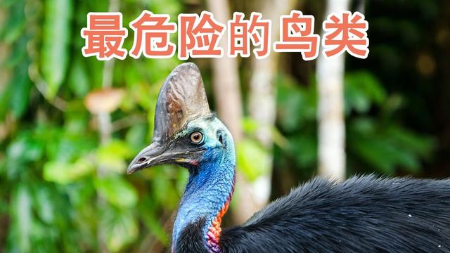 杀人鹰:鹤鸵有多厉害？它“杀人鸟”的称号是怎么来的？