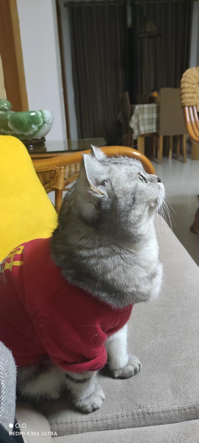 为什么猫更喜欢跟女主人玩耍？插图20