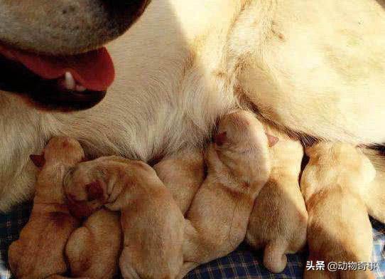 头条问答 公狗会知道孩子是自己的骨肉吗 146个回答