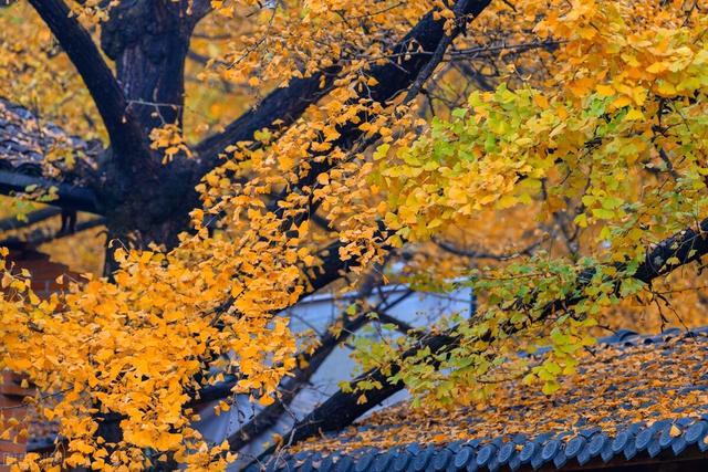 印度小竹节草漂着养:铃木汽车怎么样？故障有哪些，安全性如何？跑高速漂不漂？