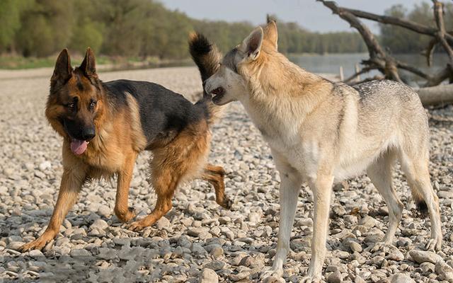 狞猫能打过狼吗:狞猫和狼谁厉害 为什么狼群不敢攻击有牧羊犬保护的羊群？狼群难道打不过一条狗？