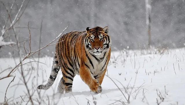 野外遇到豹子怎么逃生、老虎的命门在哪里野外遭遇老虎时，怎么做才是正确的自救方法