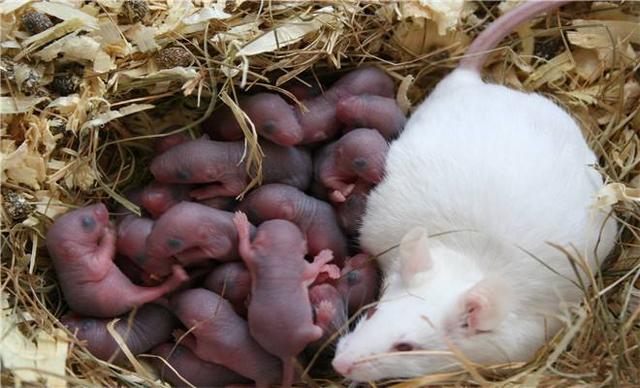 巴西狨猴:为什么一定要选小白鼠作为实验动物？