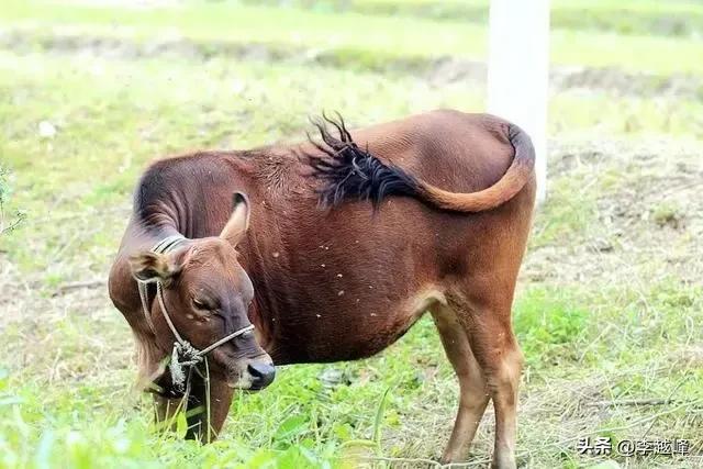 接着下来,就带你走入牛虻跟老牛对抗的世界老牛除了喜欢用尾巴来扫