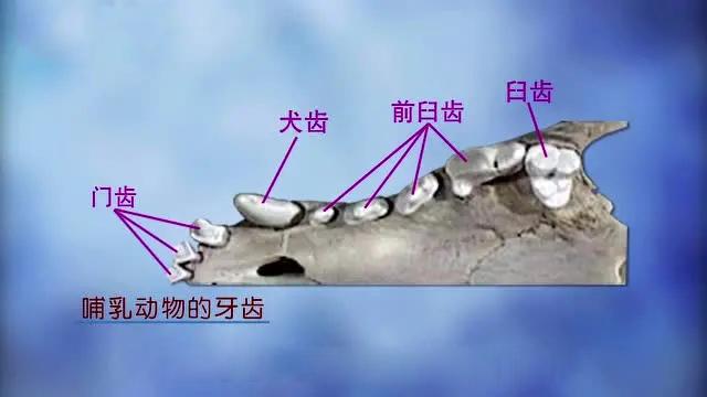 普鲁斯鳄:帝鳄，恐鳄，普鲁斯鳄，哪个咬合力大？综合实力哪个强？