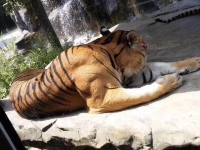 狼王与藏獒阅读:为什么有人说老虎周边不会出现大型的狼群？