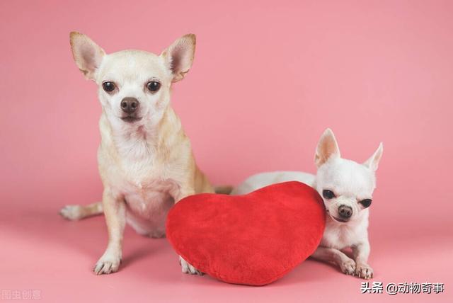 大家听过或经历过最感人的动物报恩的故事是什么？插图28