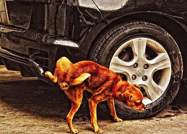 澳洲野狗交配视频:狗最怕什么气味？它不敢接近什么？