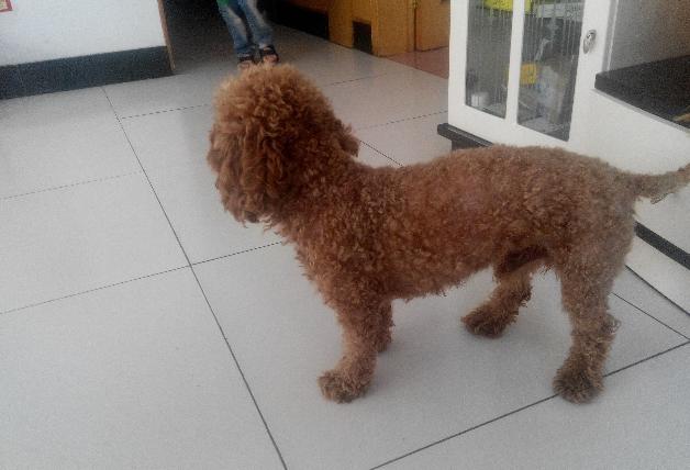 泰迪狗来月经表明处于发情阶段,一般泰迪狗间隔6个月