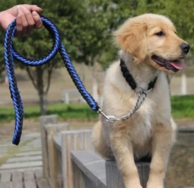 狗的命门在哪里？被大型犬追咬时，怎样做才是正确的自救方法？插图40