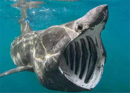 格陵兰鲨鱼灭绝了吗，156岁才性成熟，才能繁殖，格陵兰睡鲨到底是怎样一种生物