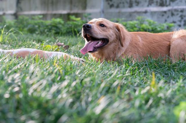 流浪狗遇到狼，会打一架还是逃跑还是混入其中一起生活？插图9