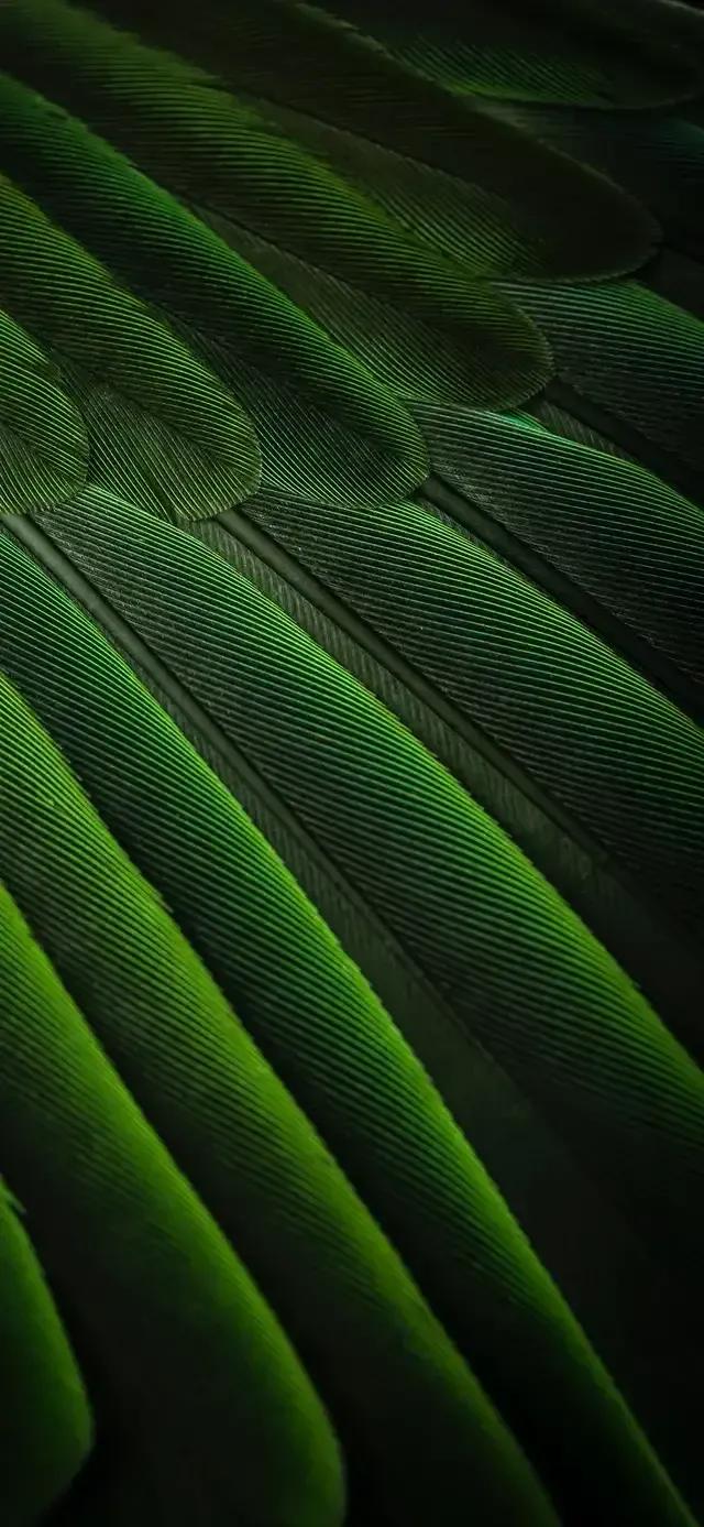 能否分享一下翡翠绿颜色的壁纸?-惠修网