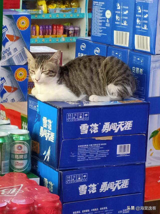 狸花猫的野性有多大？插图57