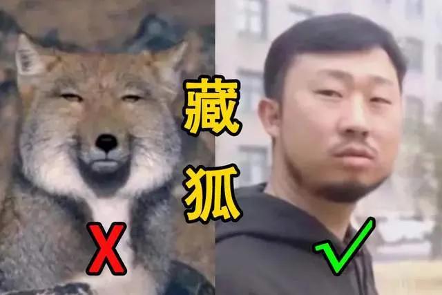 诺里奇梗百科图片:“博物君”无穷小亮为什么那么钟爱解说水猴子？ 诺里奇梗