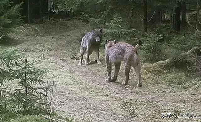 比特犬打架视频:比特犬能够秒杀猞猁吗？猞猁和比特犬究竟谁更厉害？